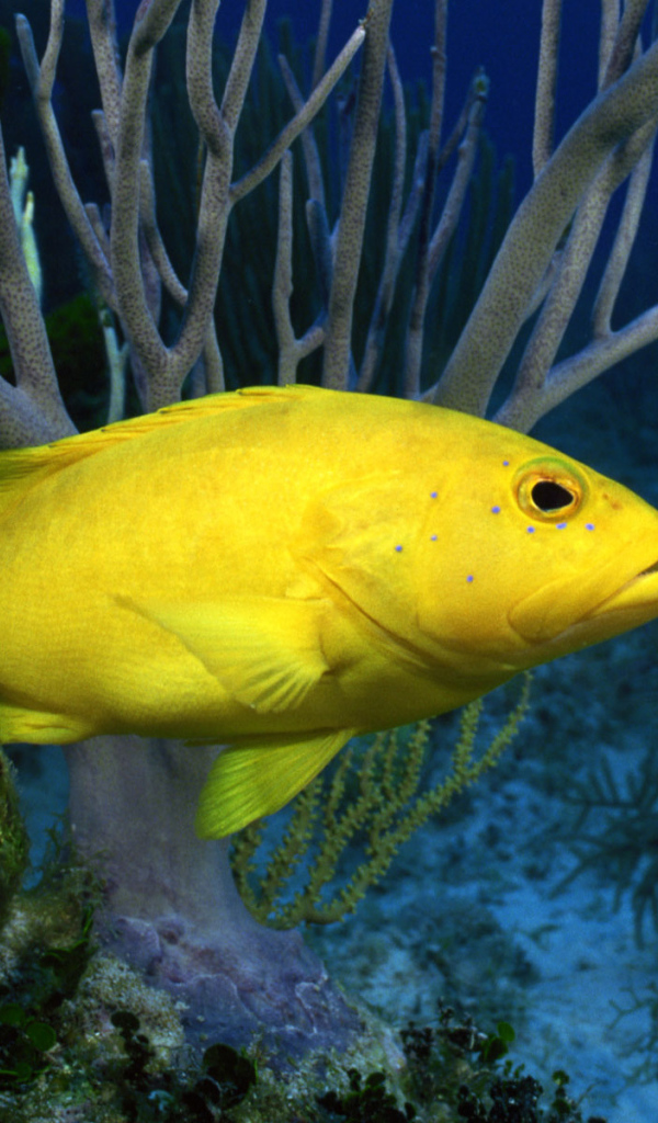 Желтая рыба