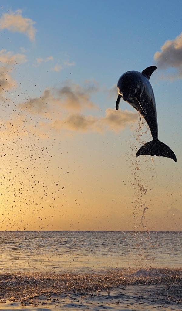 Дельфины в прыжке