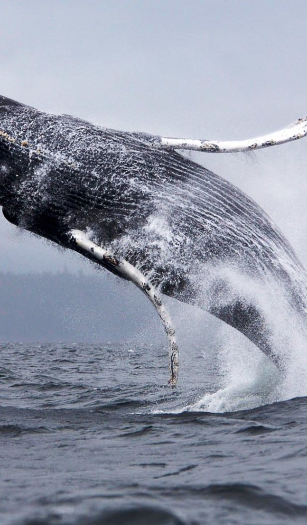 Прыжок кита