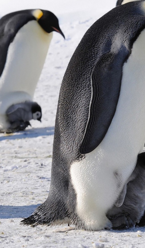 Пингвины с птенцами