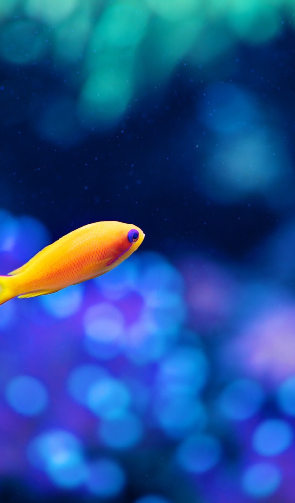 Морская оранжевая рыбка