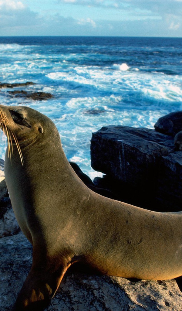 Морские тюлени греются на солнце