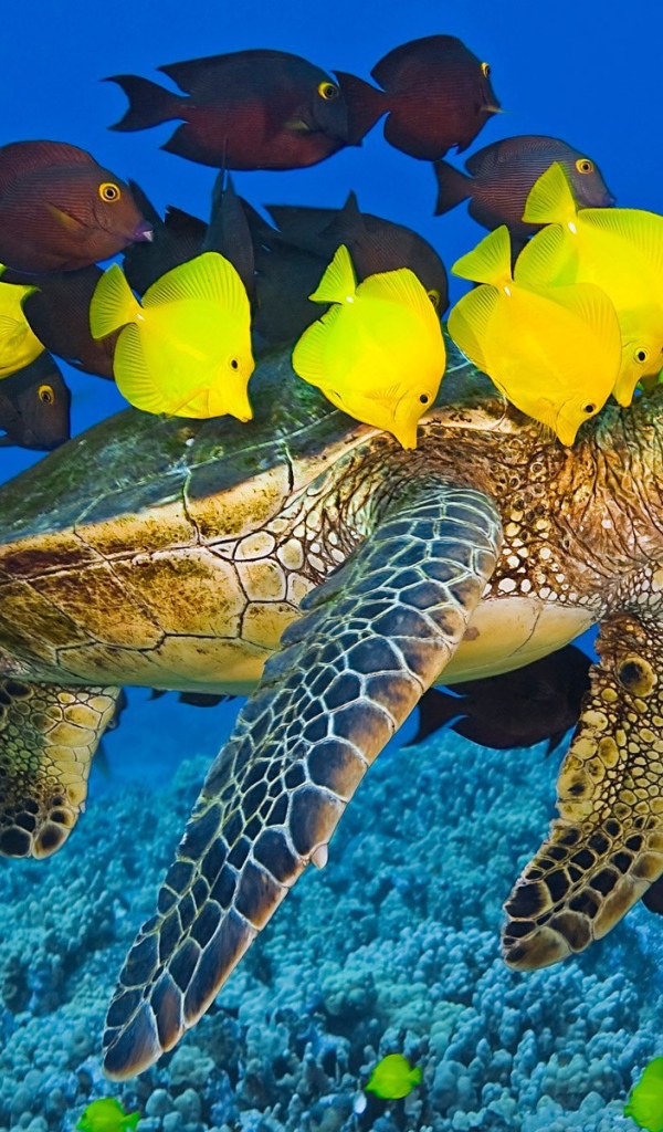 Морская черепаха с рыбами