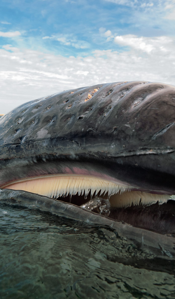 Открытый рот кита