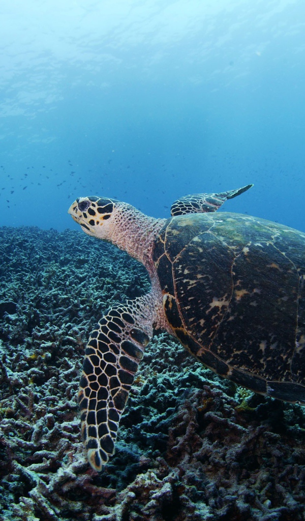 Черепаха на дне