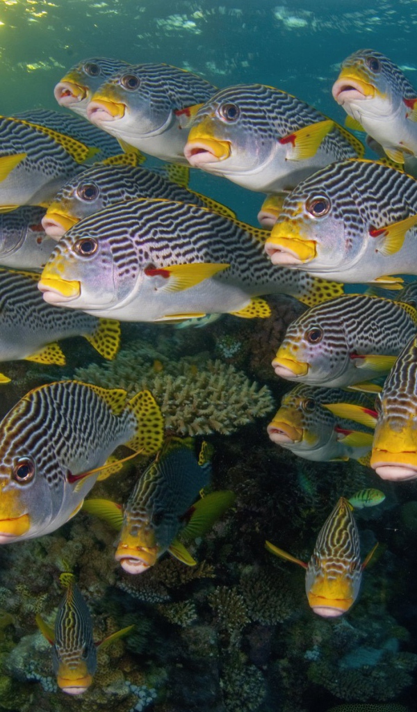 Коралловые разноцветные рыбы