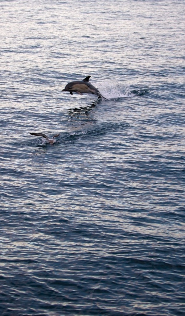 Дельфин выпрыгнул из воды
