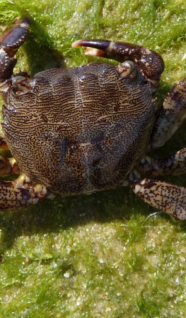 Морской краб