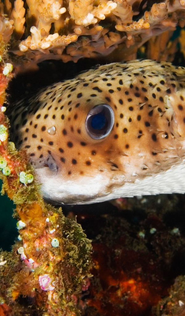 Пятнистая коралловая рыба