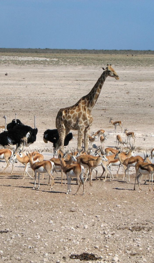 Животные Африки