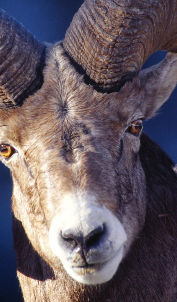 Баран со сломанным рогом