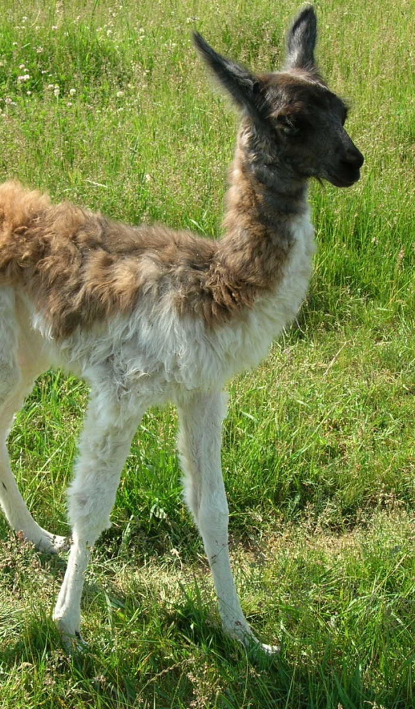 Детеныш ламы