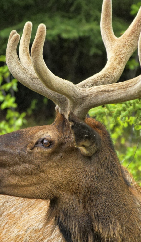 Олень трубит
