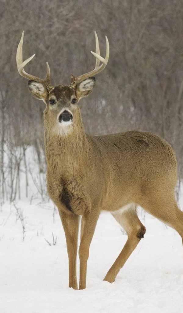 Олень на снегу