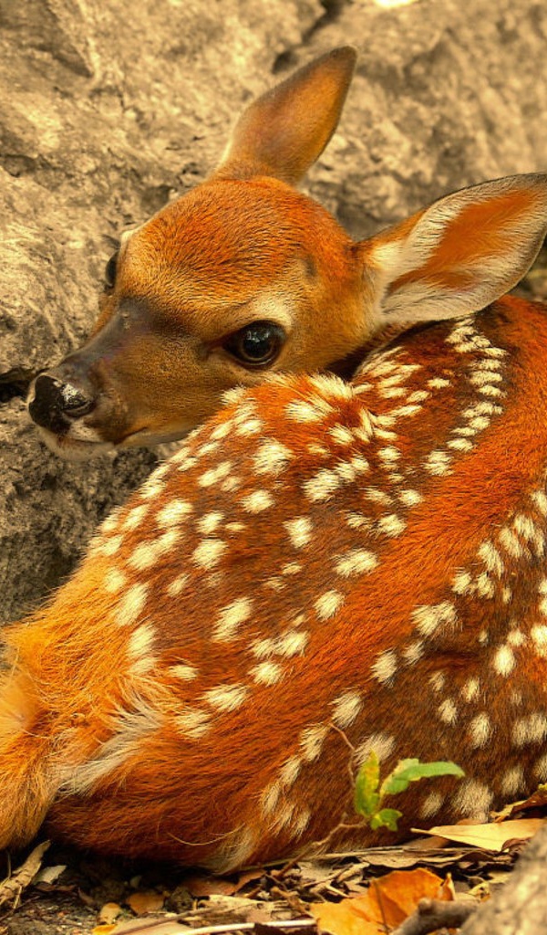 Олененок лежит у скалы