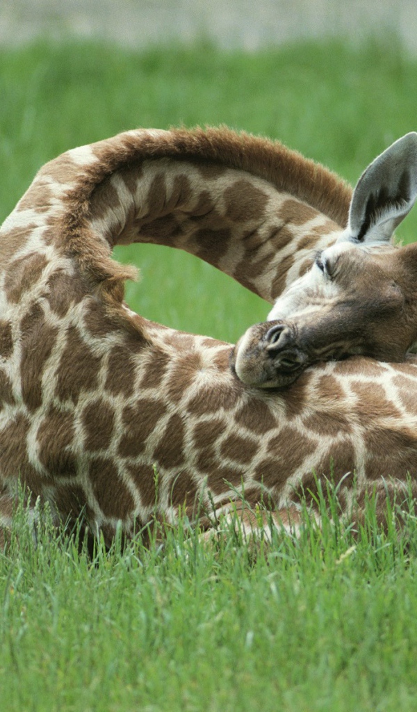 Жираф спит на траве