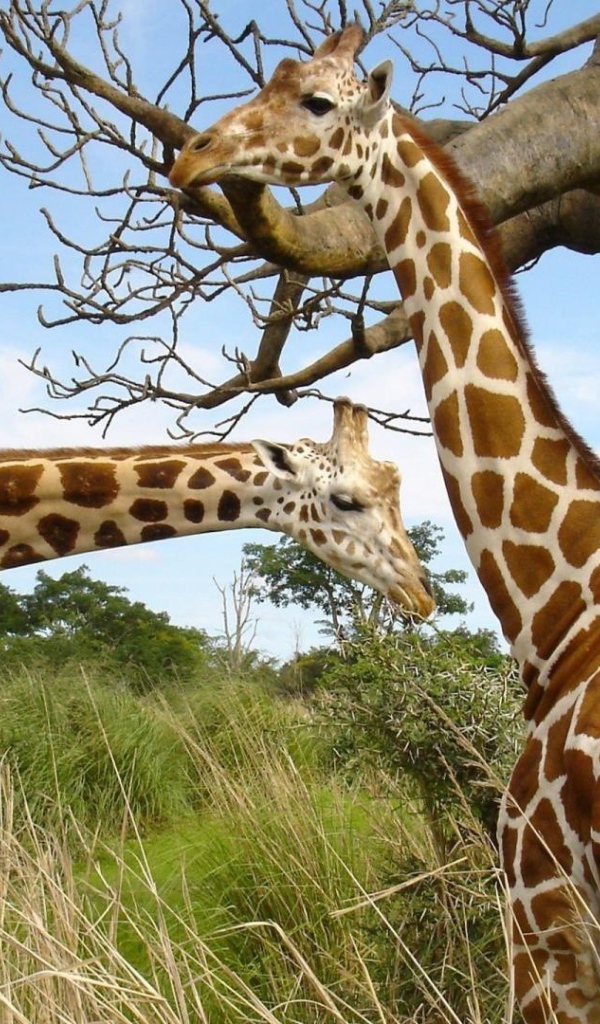 Жирафы около баобаба