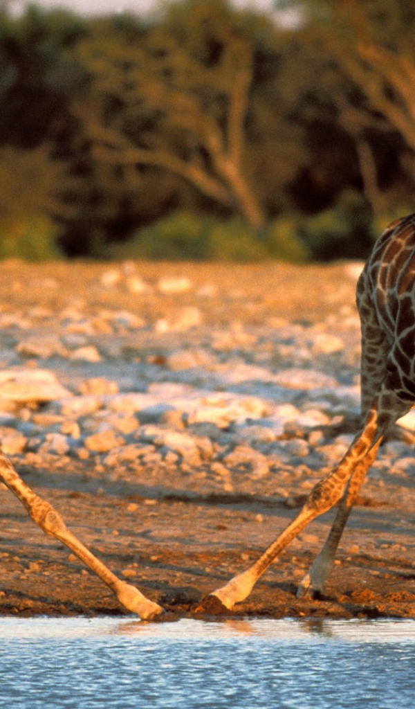 Жирафы пьют воду