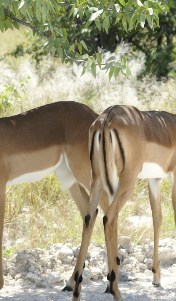 Косули Бамби