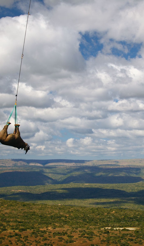 Перевозка носорога на вертолете