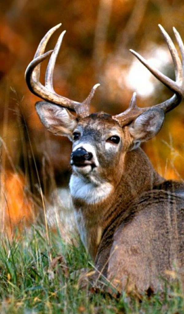 Африканский олень 