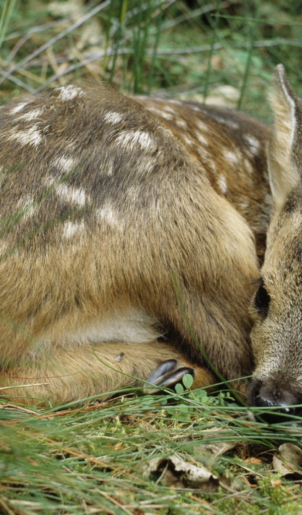 Олененок лежит в траве
