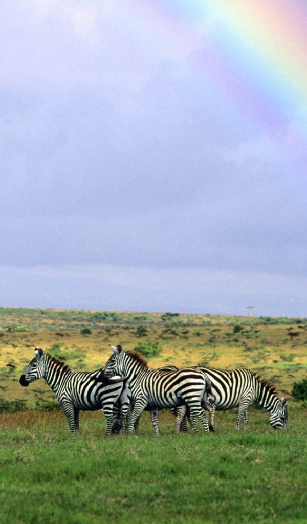 Зебры пасутся под радугой
