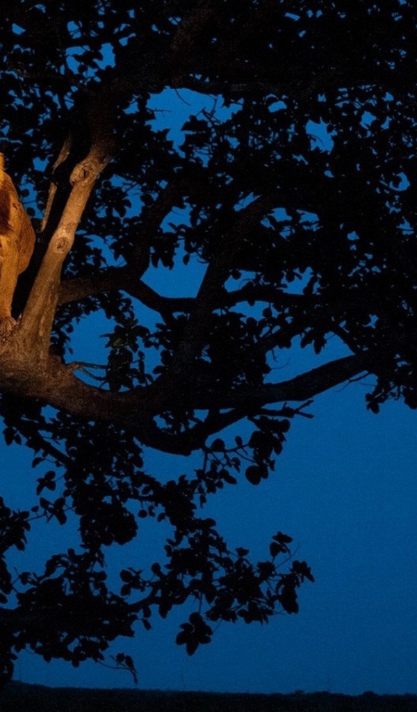 Лев сидит на дереве