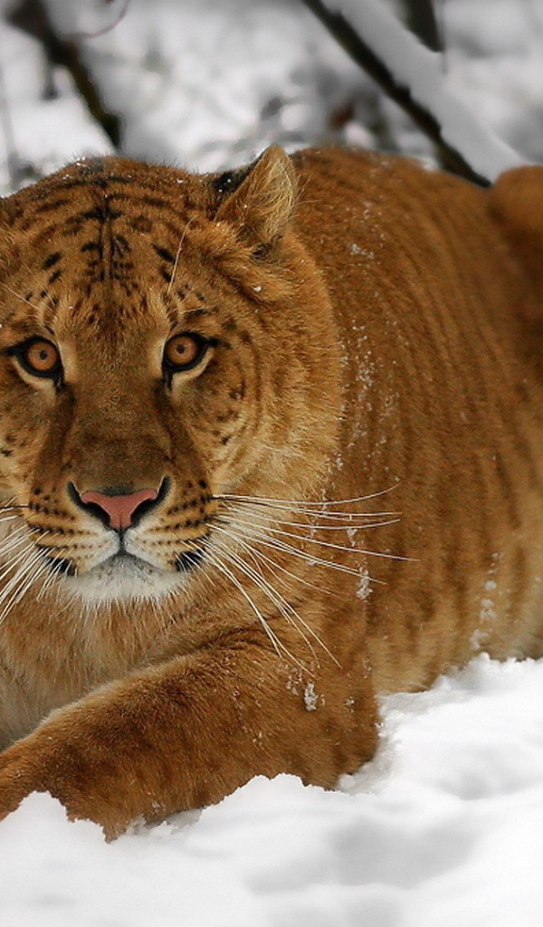 Амурский тигр на снегу