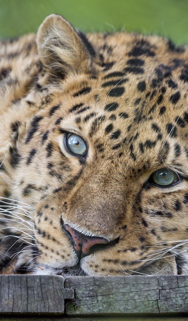 Пристальный взгляд Леопарда