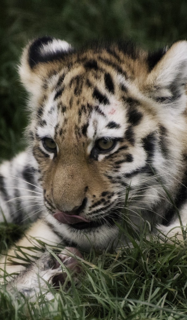 Тигр отдыхает в траве