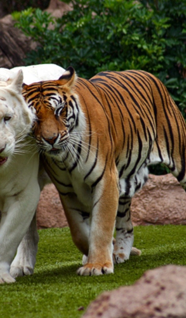 Бенгальский тигр альбинос