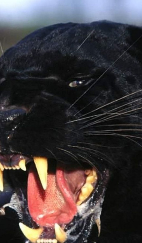 Черная пантера показывает клыки