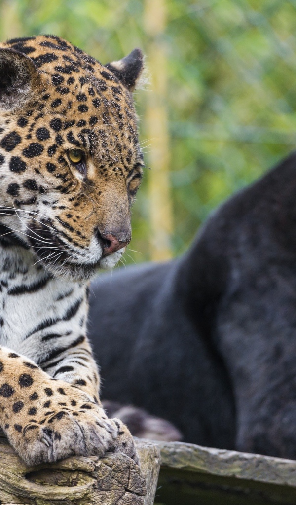 Черная и пятнистая пантера