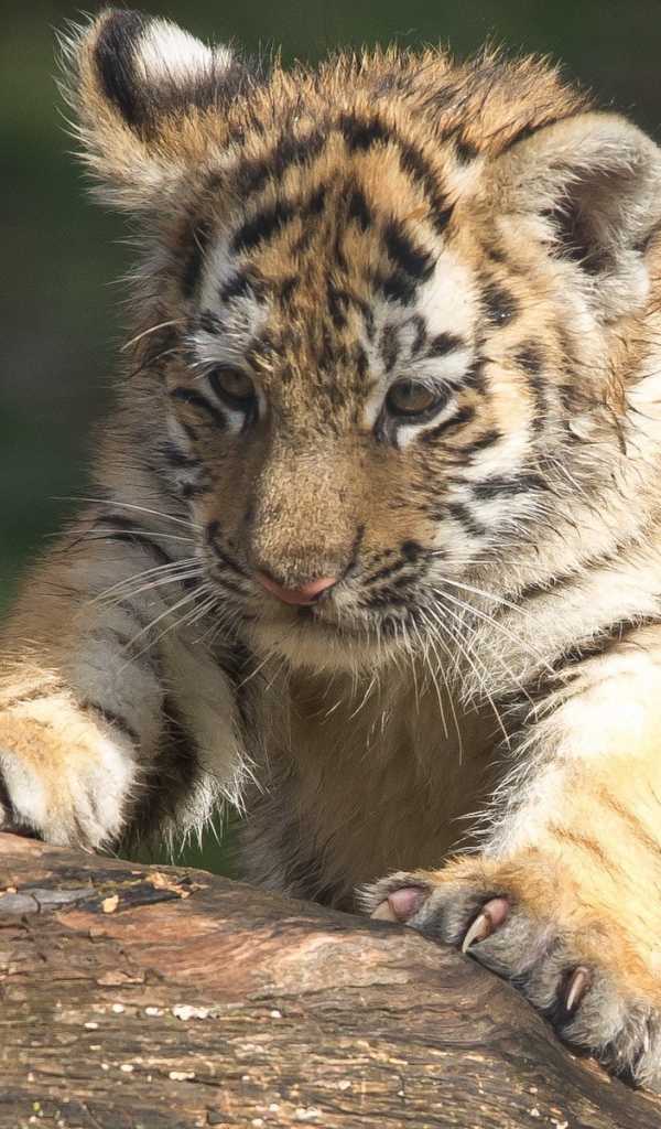 Тигренок царапает дерево