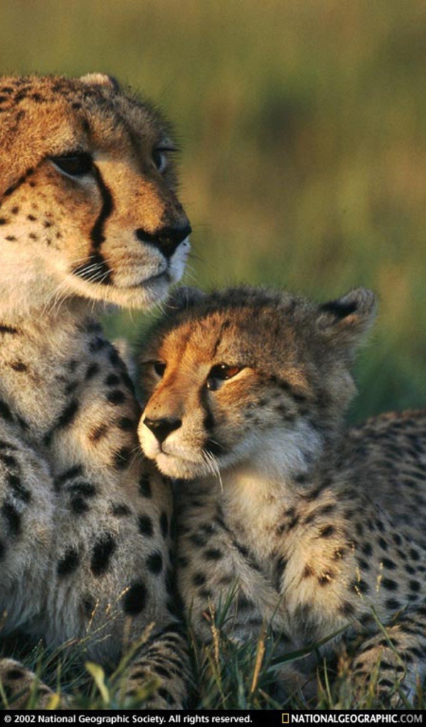 Семья Гепардов