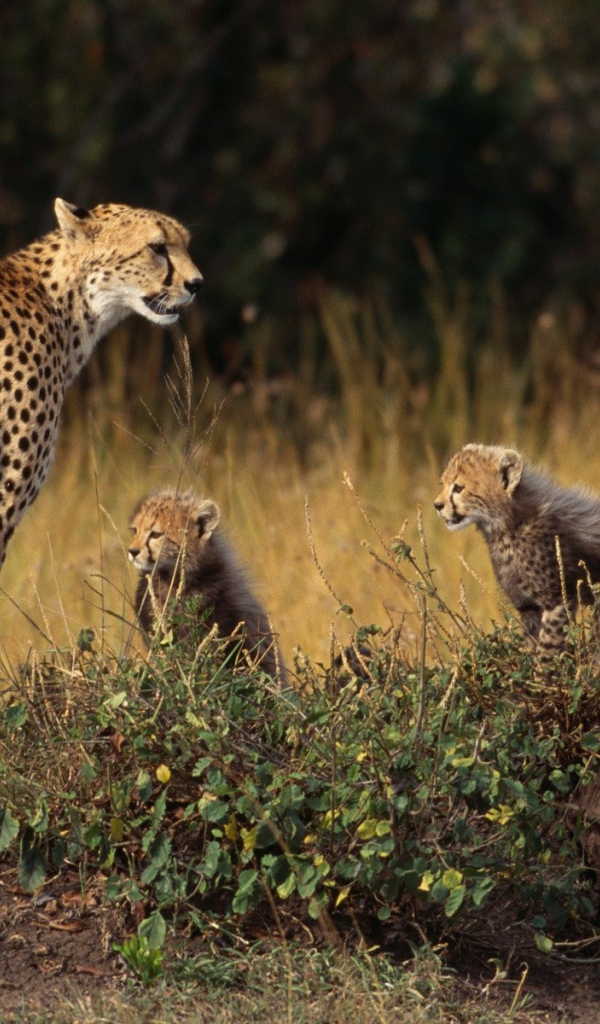 Семья гепардов на природе