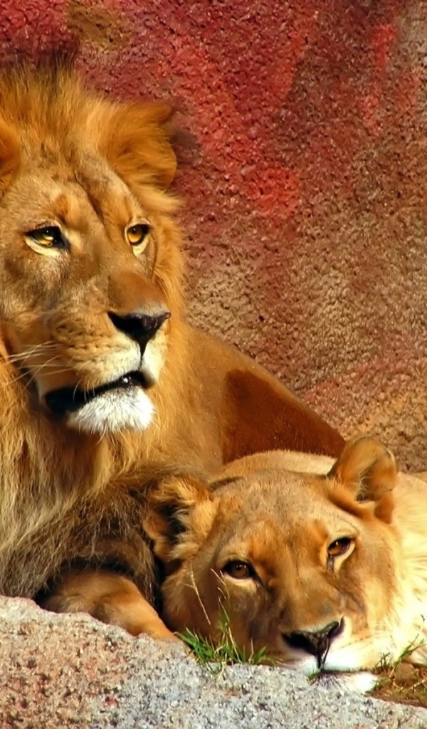 Лев с львицей