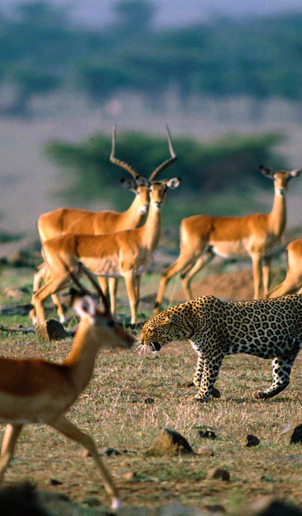 Леопард среди антилоп