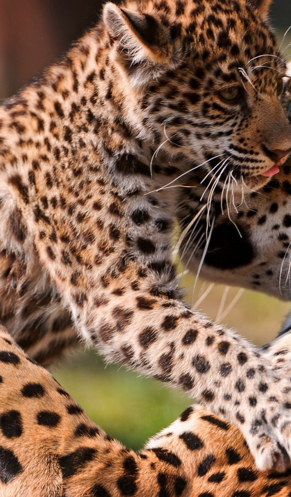 Леопард с котенком