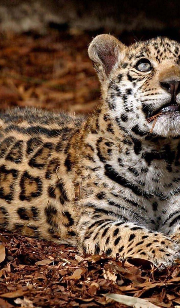 Леопард глядит вверх