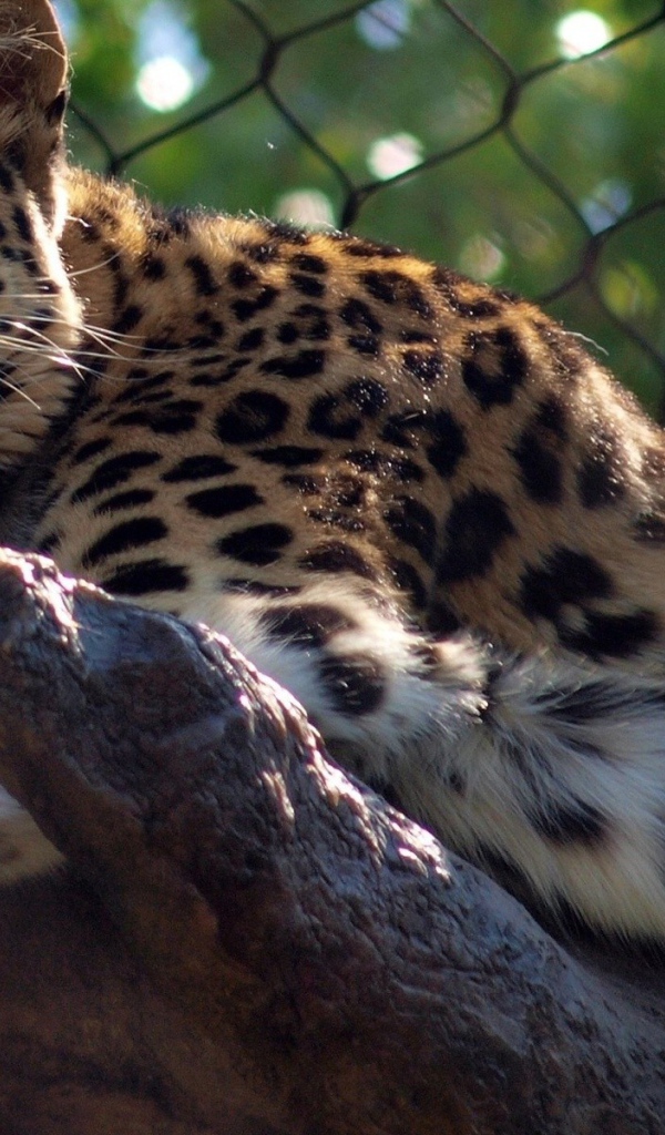 Леопард отдыхает