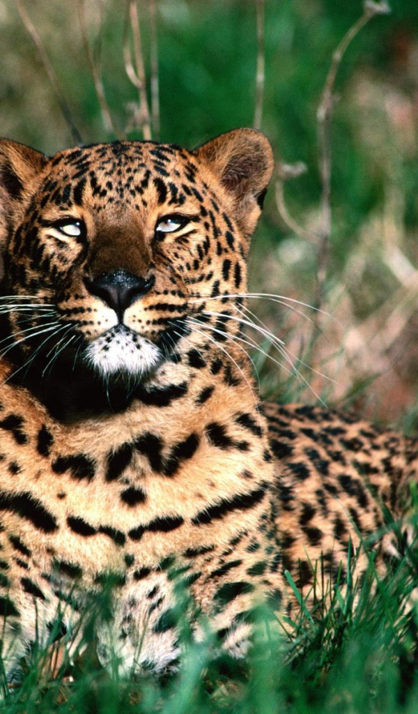 Леопард отдыхает после обеда