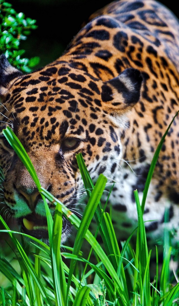 Леопард крадется к добыче