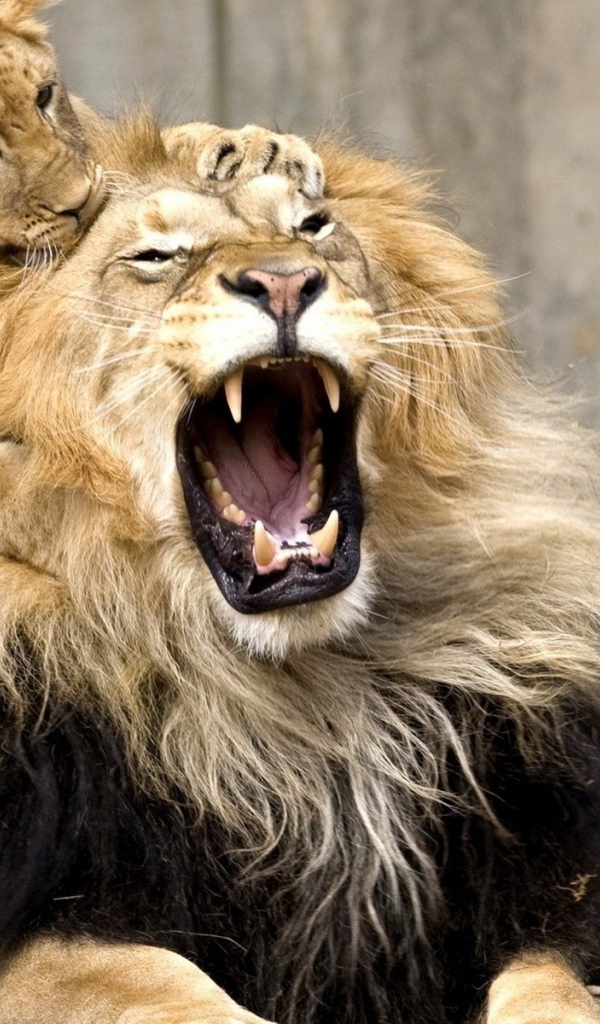 Львенок играет с папой