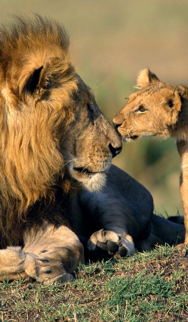 Львенок нюхает своего отца