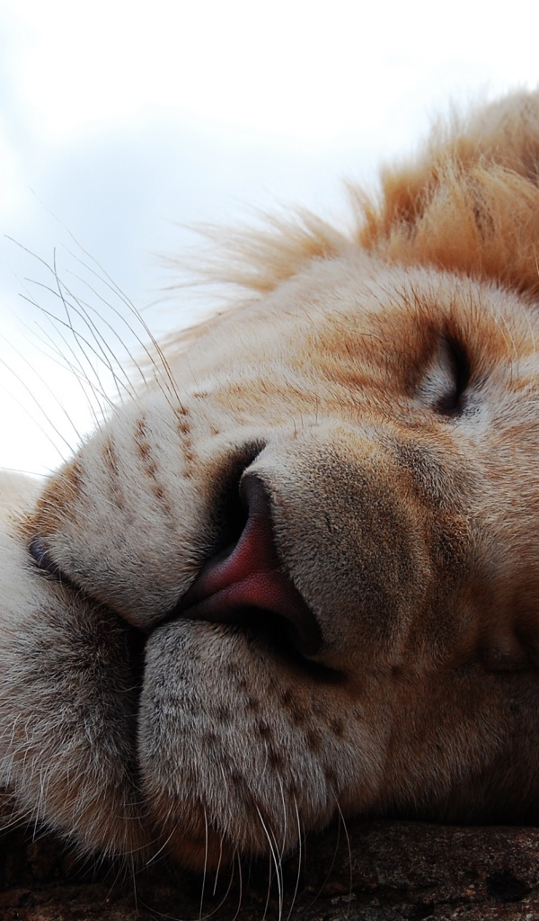 Львиный сон