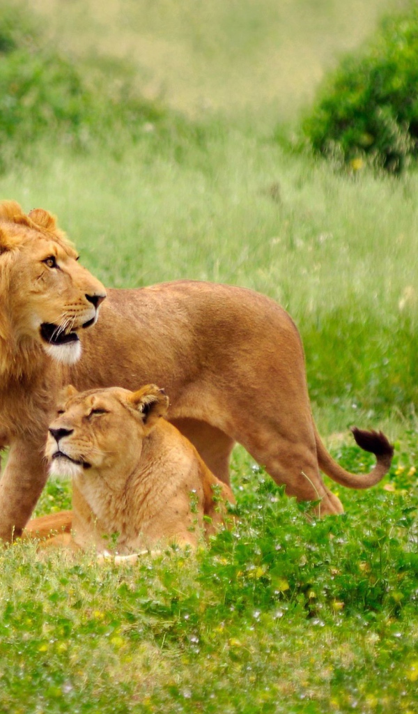 Львиная семья