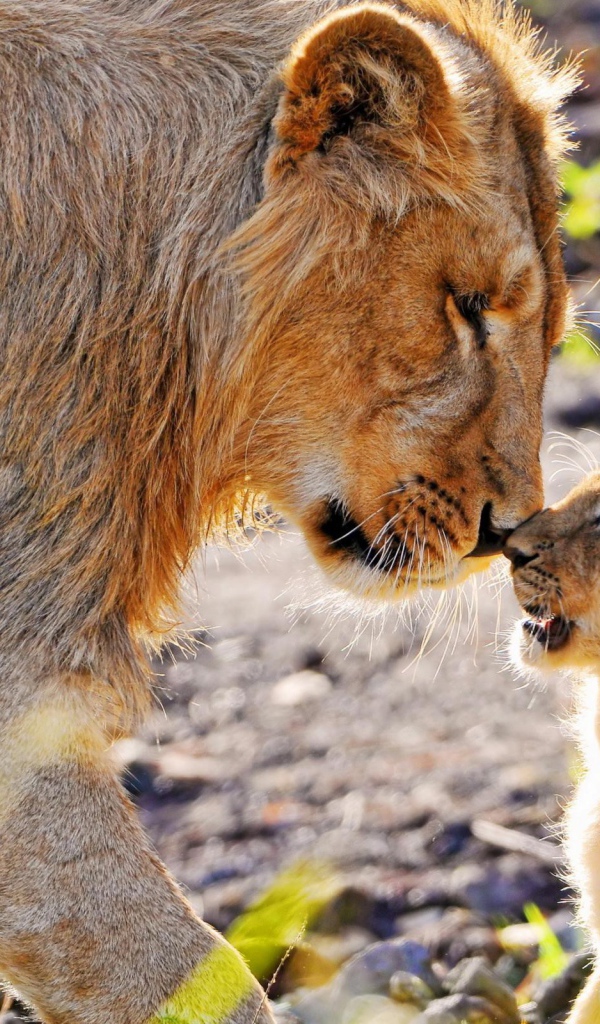 Львица и львенок