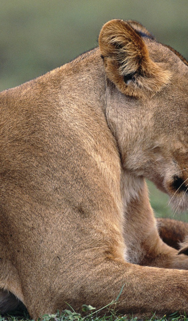 Львица с львенком